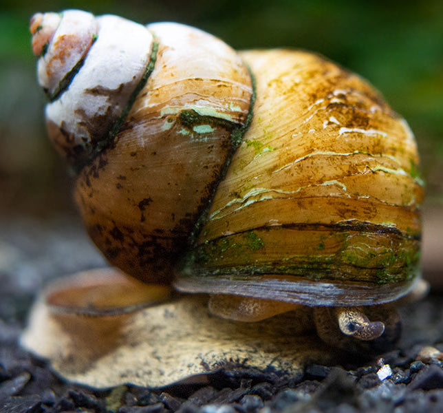 Japanese Trapdoor Snail
