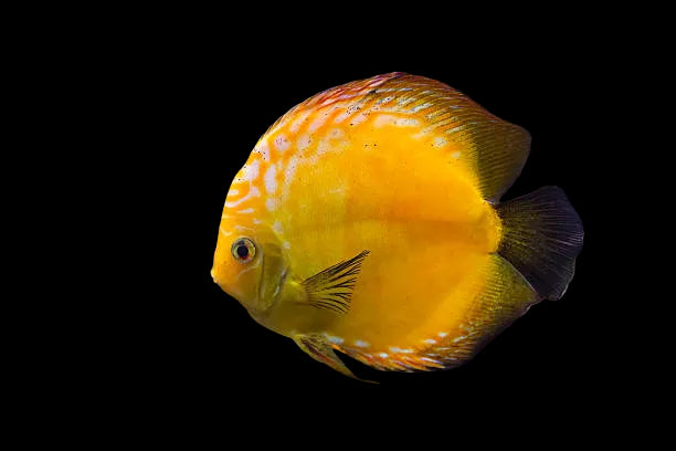 Sun Flower Discus