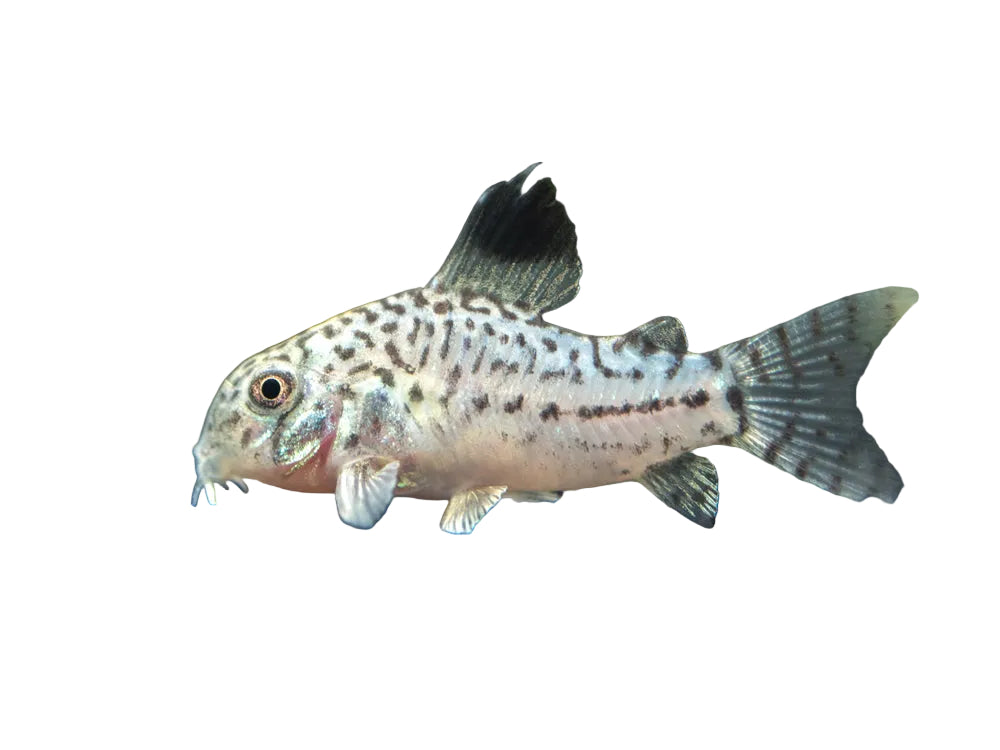 Julii Catfish