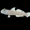Diamond-Goby