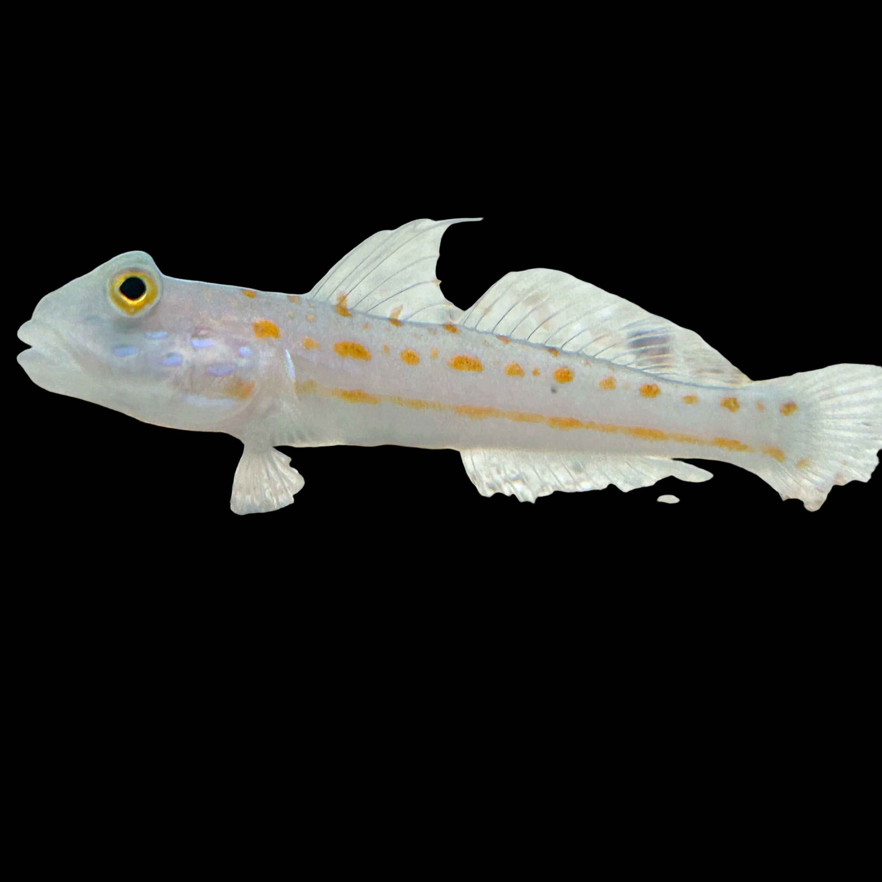 Diamond-Goby