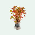Alternanthera-Bettzickiana-Red-Bunch