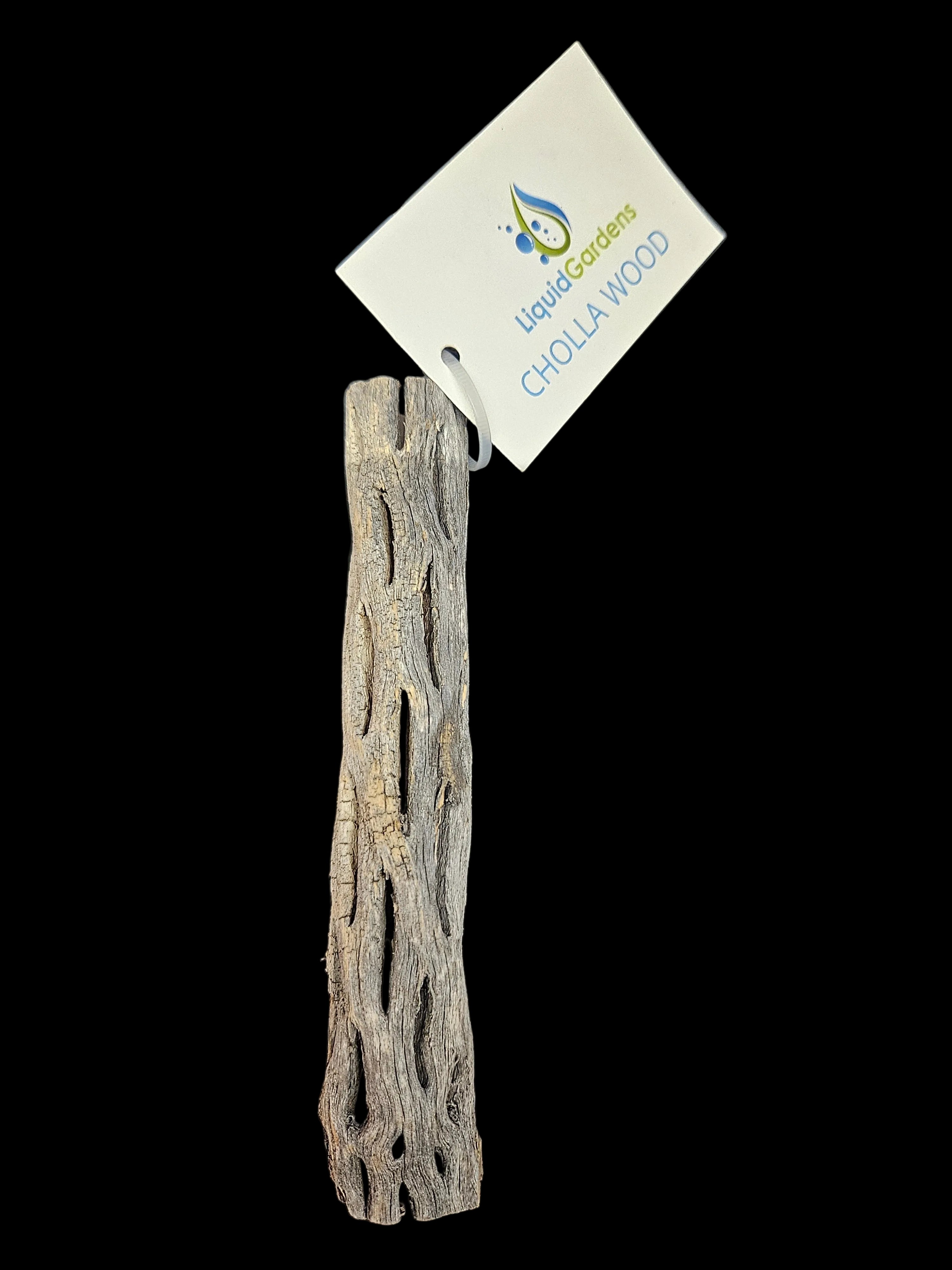 Cholla-Wood