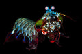 Peacock-Mantis-Shrimp