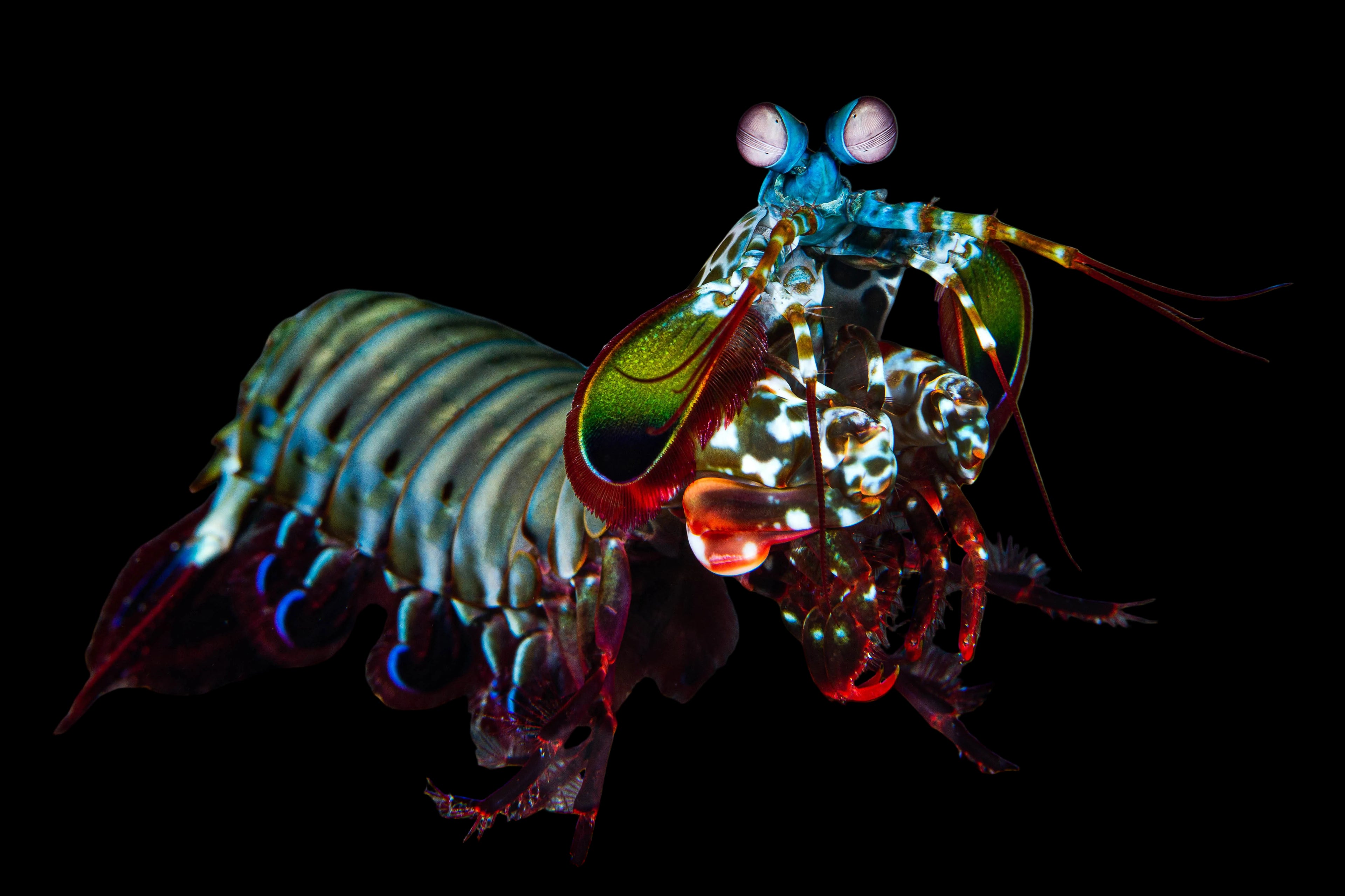 Peacock-Mantis-Shrimp