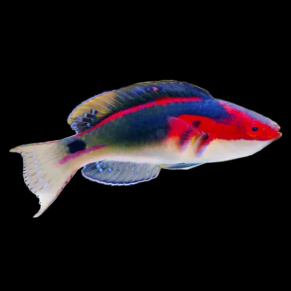 Exquisite-Fairy-Wrasse Male