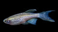 Leopard Longfin Danio