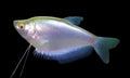 Moonlight Gourami
