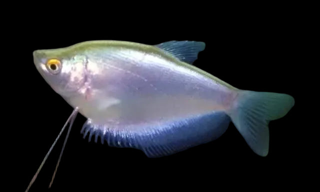 Moonlight Gourami