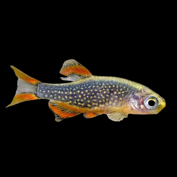 Celestial Danio