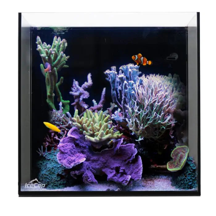 Ice-Cap-10-AIO Bubbletip-Clownfish Bundle
