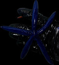 Blue-Linkia-Starfish