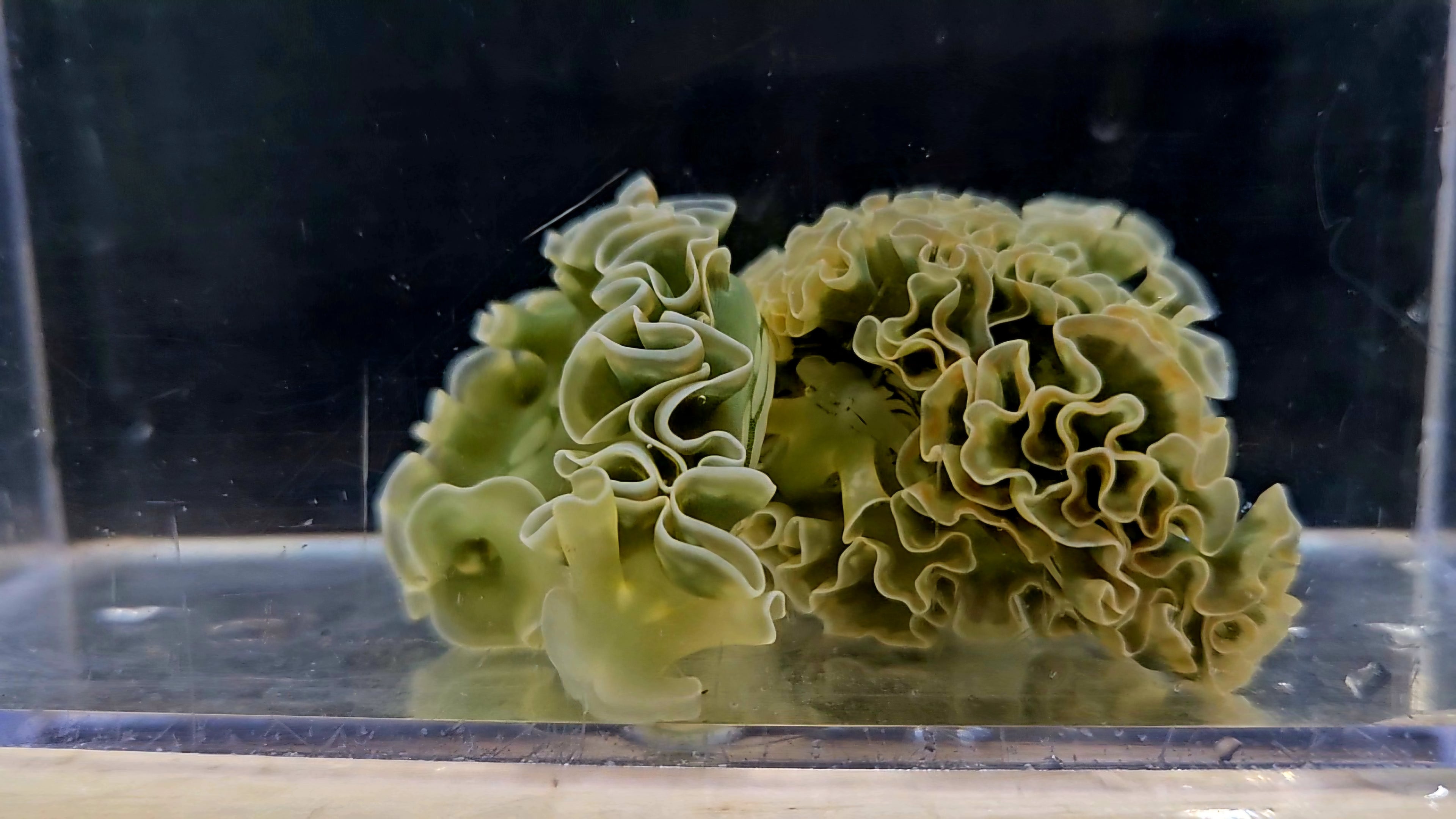 Lettuce Nudibranch
