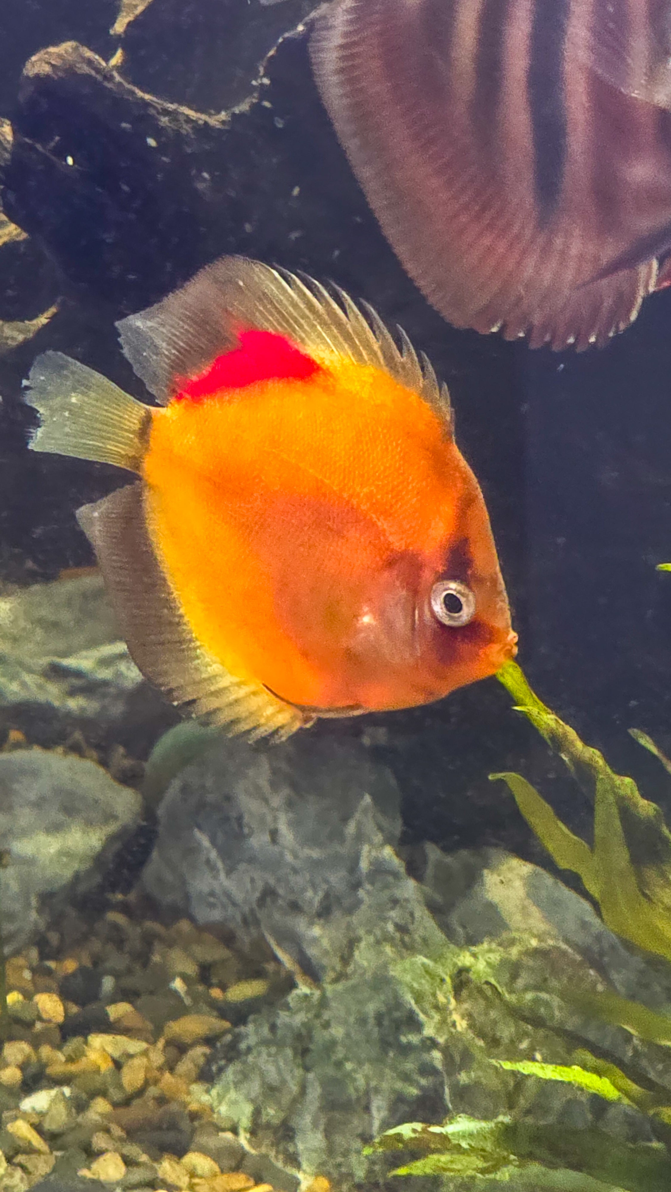 Ghost Yellow Discus