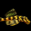 Butterfly Pleco L052