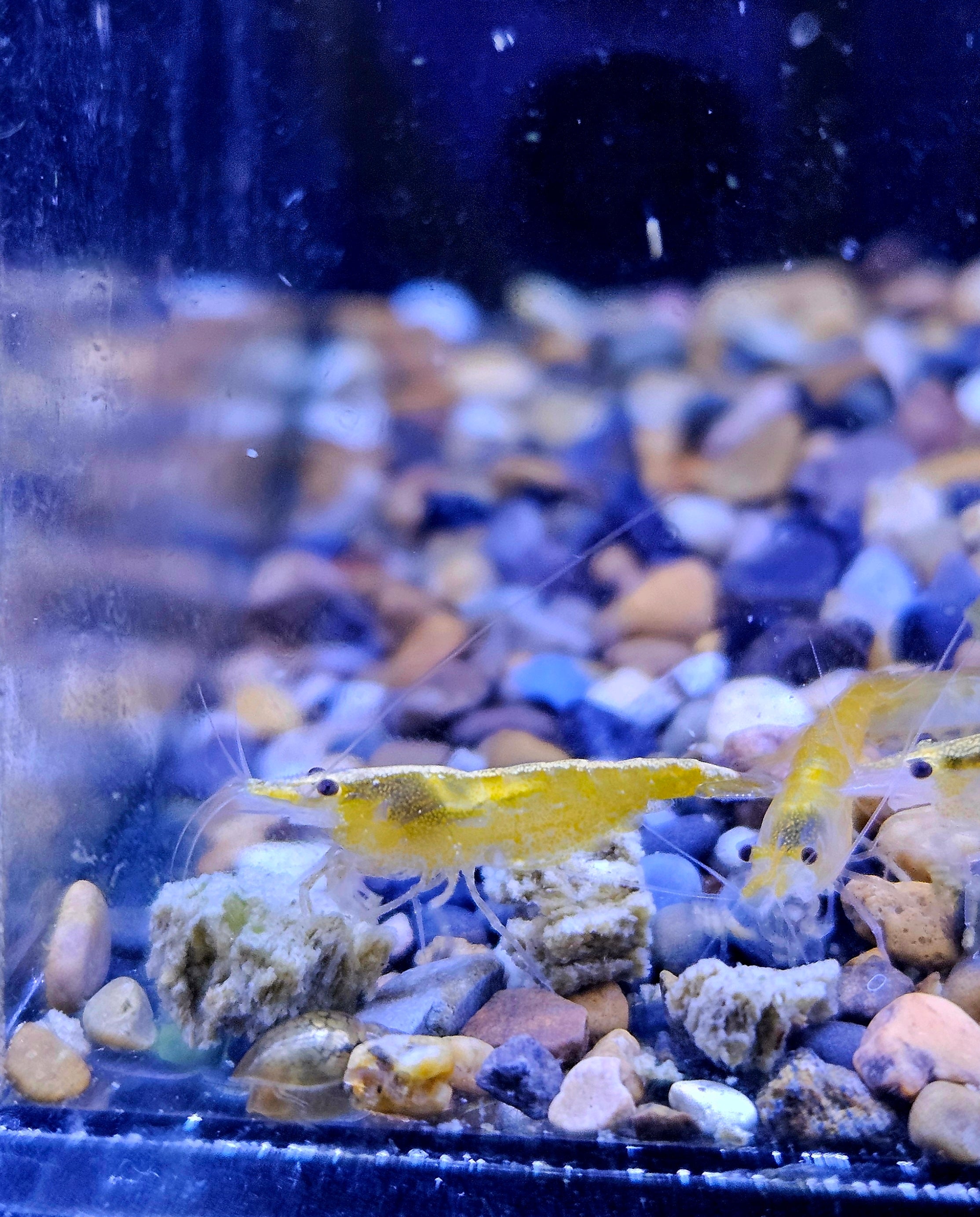 Orange Sakura Shrimp