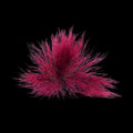 Gracilaria Red Marine Algae