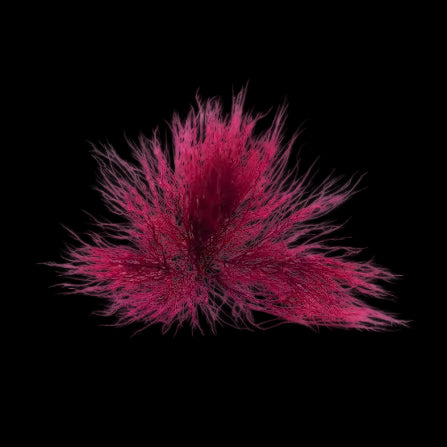 Gracilaria Red Marine Algae