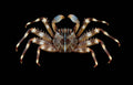 Sally-Lightfoot-Crab