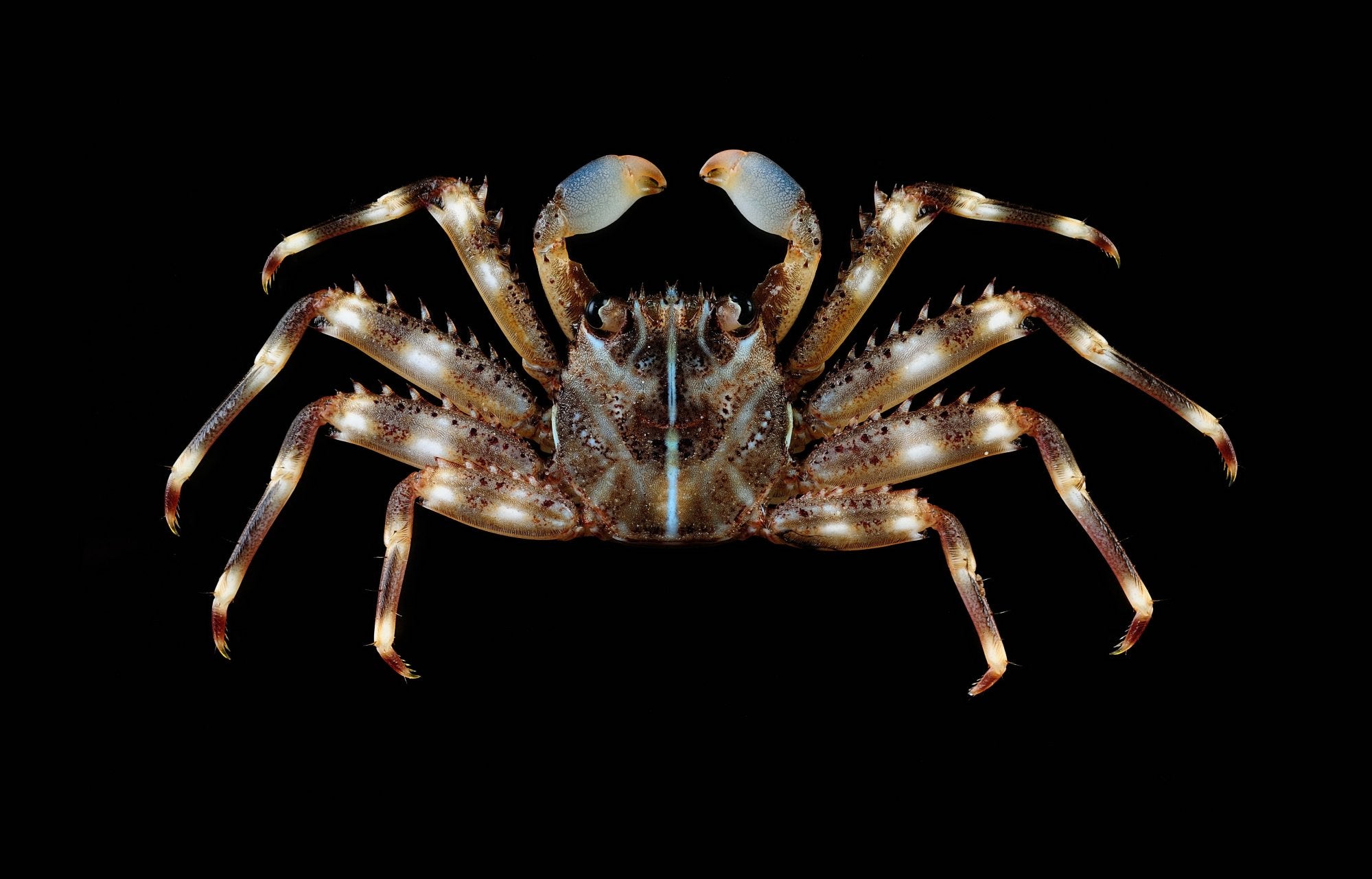 Sally-Lightfoot-Crab