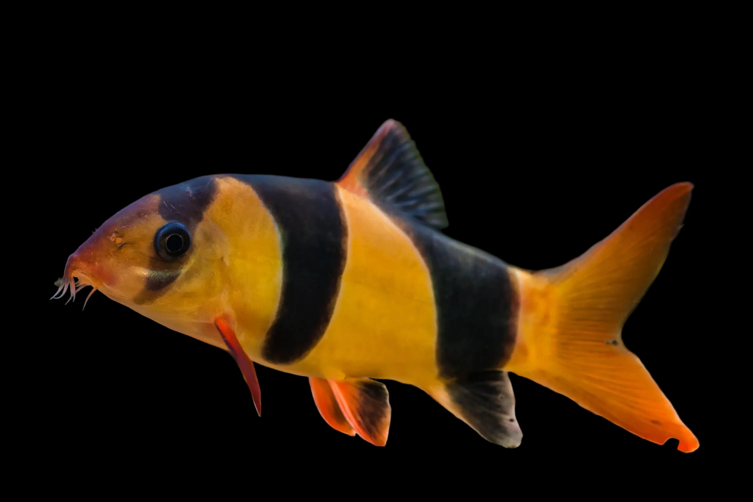 Clown-Loaches