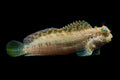 Sailfin-Blenny