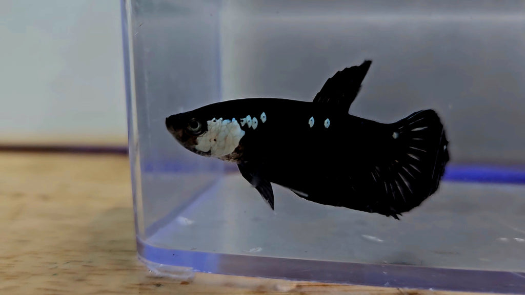 Black Mamba Male Betta