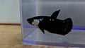 Black Mamba Male Betta