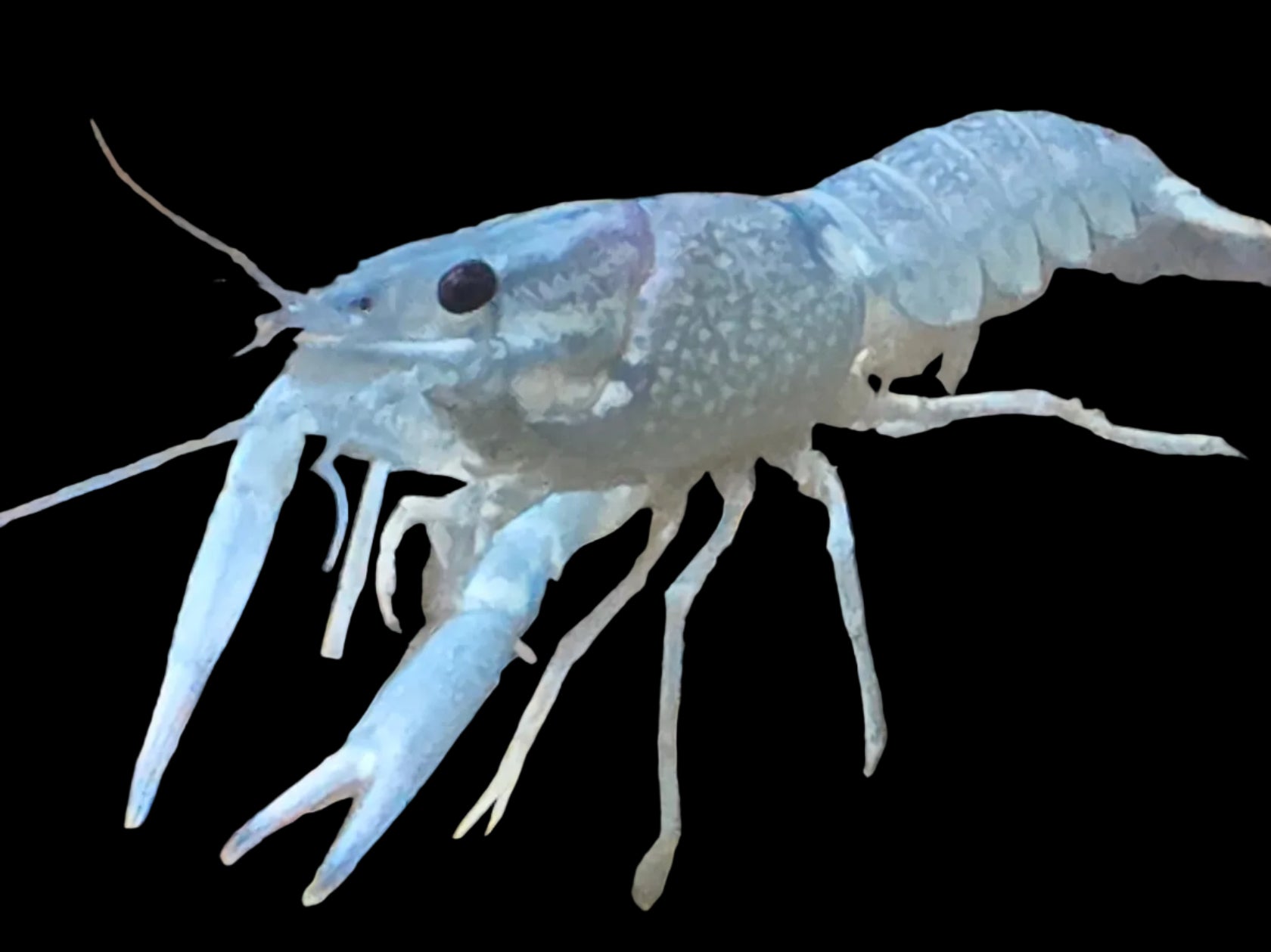 Electric-Blue-Lobster