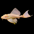 Marble-Albino-Sailfin-Pleco
