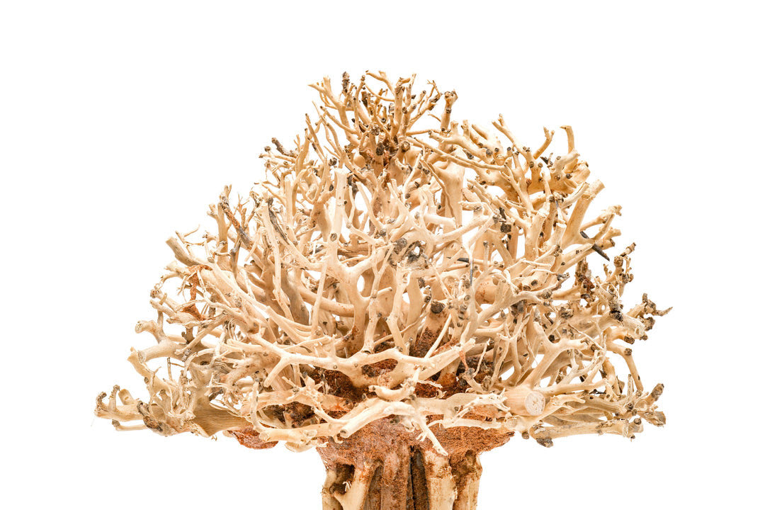 UNS Bonsai 007