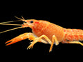 Red/Orange-Lobster