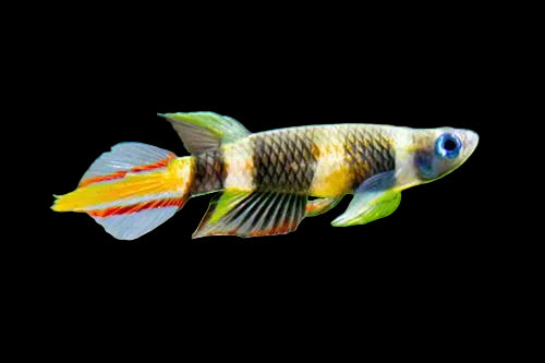 Clown Killifish
