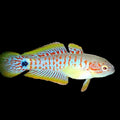 Goby Peacock Gudgeon
