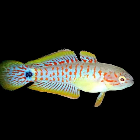Goby Peacock Gudgeon