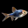 Harlequin Black Rasbora
