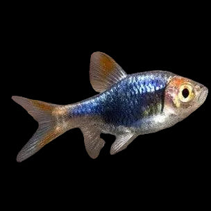 Harlequin Black Rasbora