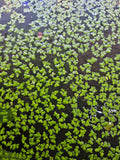Duckweed