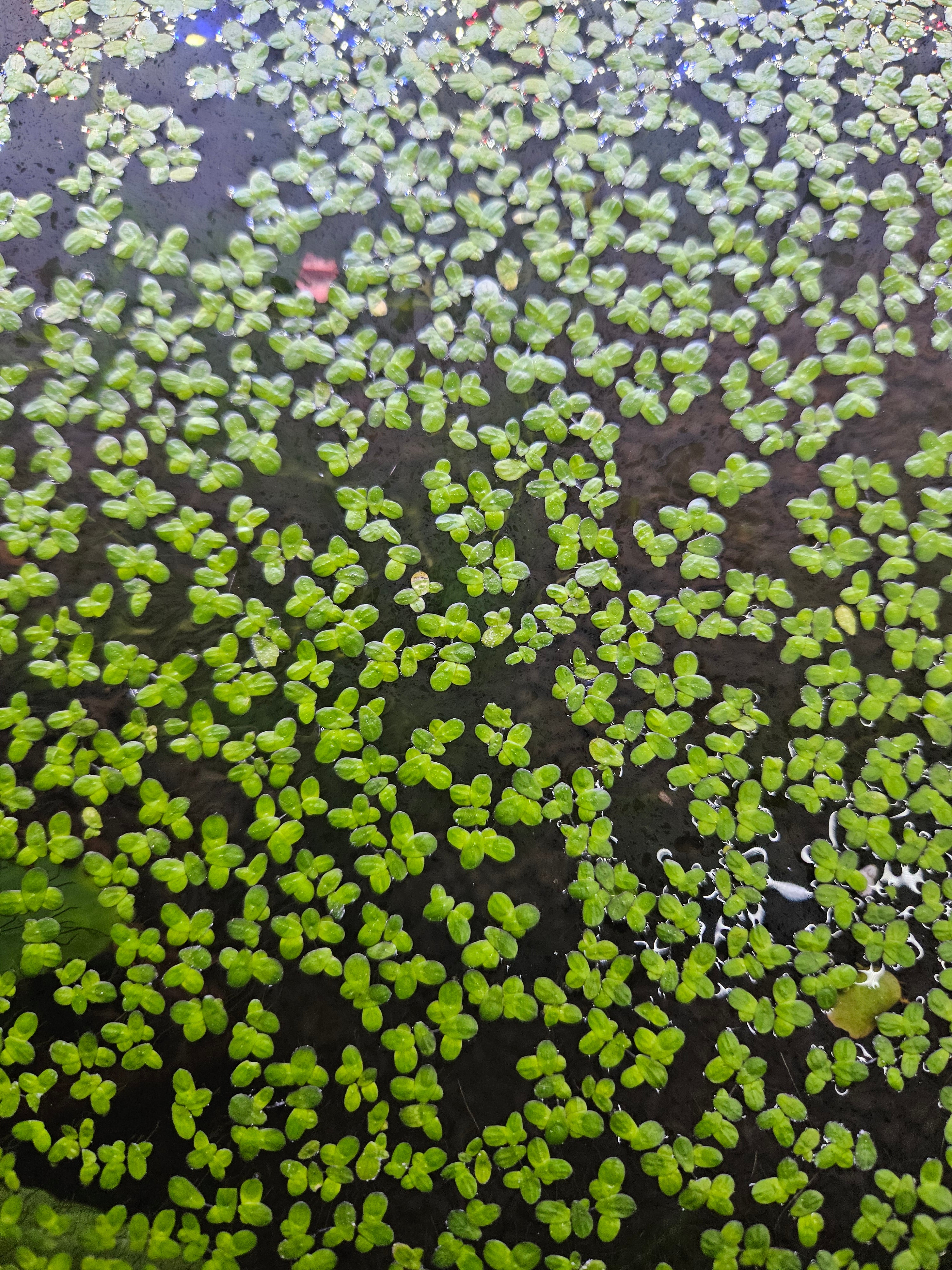 Duckweed