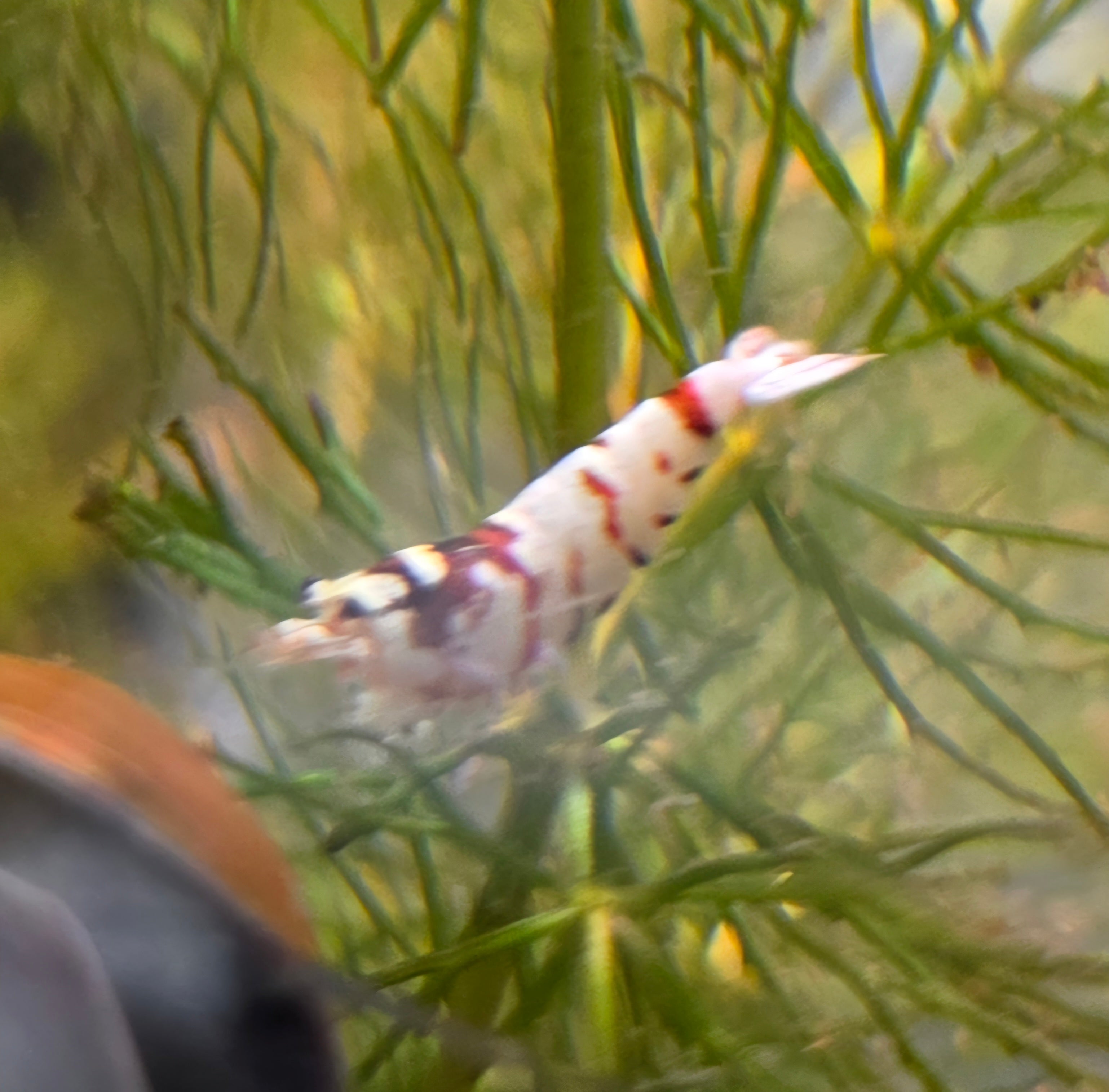Red Tiger Shrimp