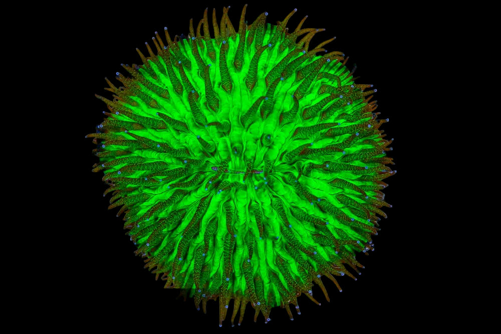 Fungia-Dome-Green
