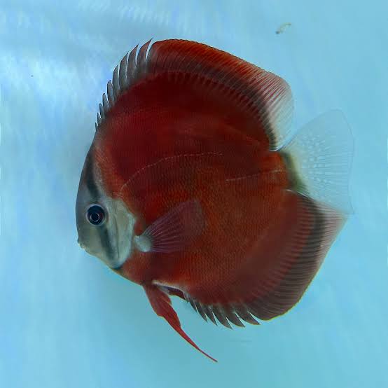San Merah Discus