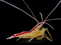 Cleaner-Shrimp