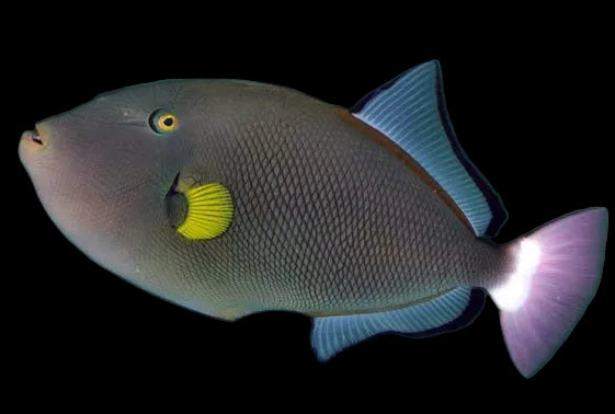 Pinktail Trigger
