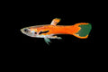 Endler's Chili Scarlett-Male-Guppy