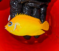 Lemon-Peel-Angel