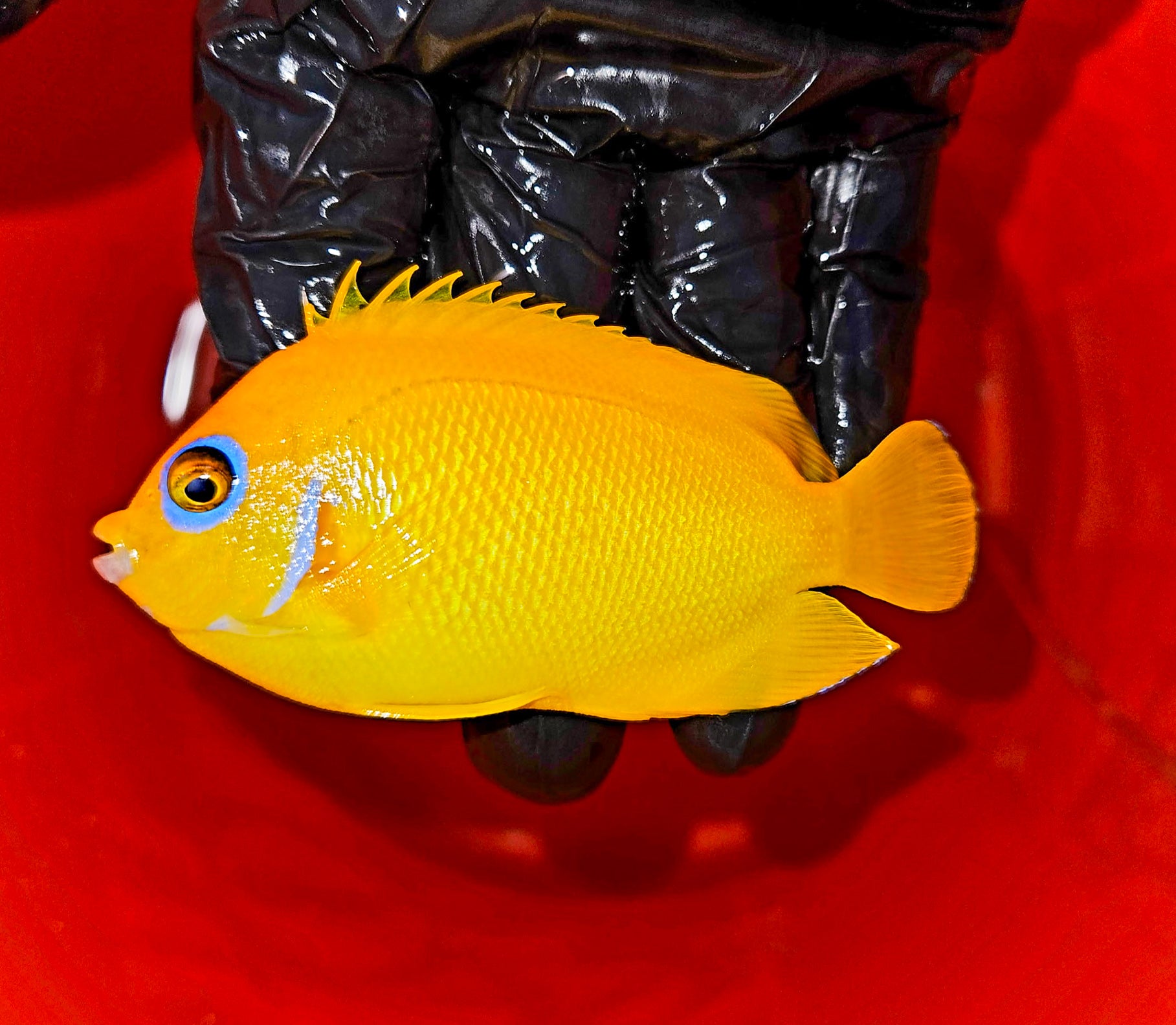 Lemon-Peel-Angel