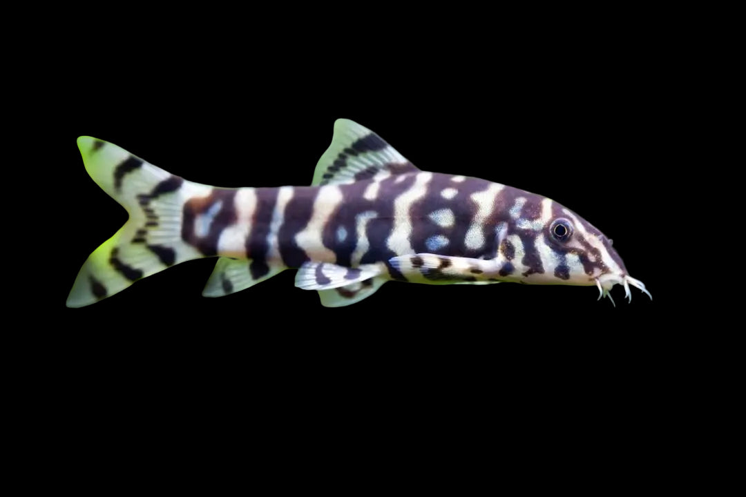 Yo-yo-Loach