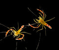 Yellow-Coral-Banded-Shrimp