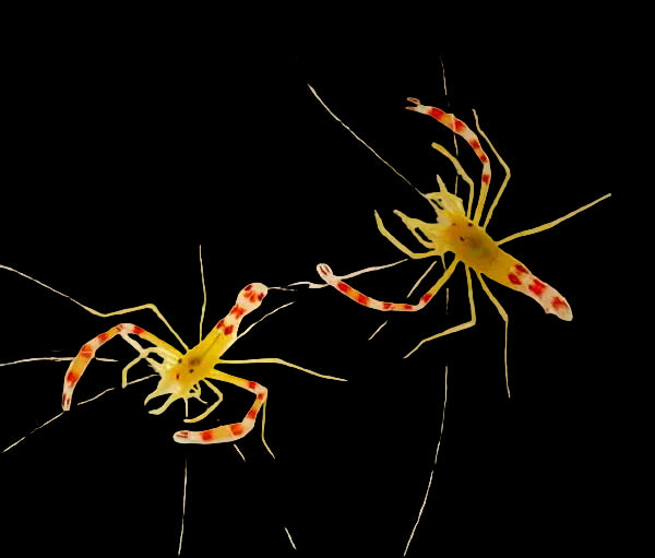 Yellow-Coral-Banded-Shrimp